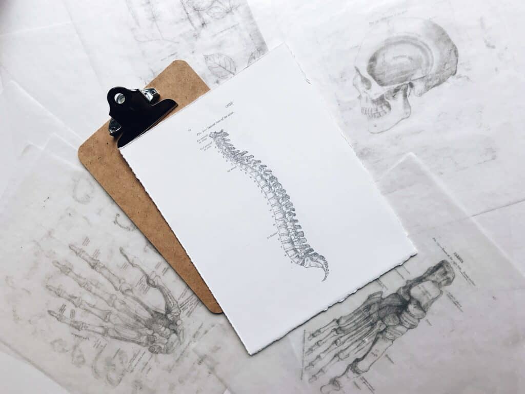 Toorak Chiropractor Skeletal Image on Wooden Clipboard Light