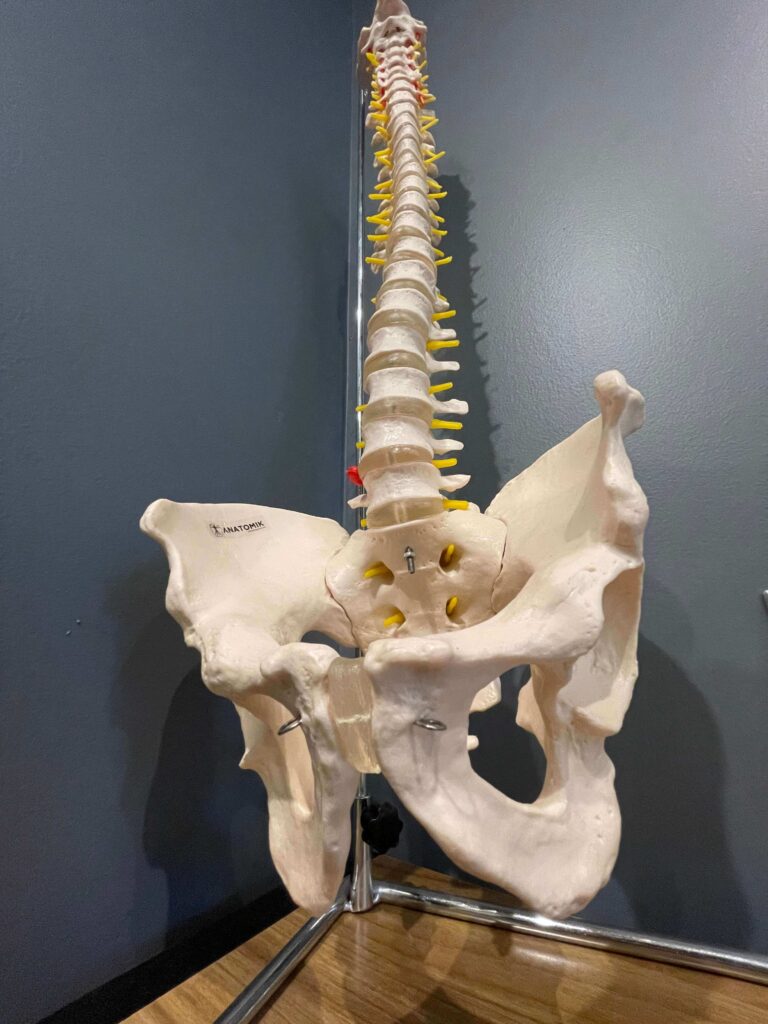 66fit Anatomical Flexible Vertebral Column With Pelvis Toorak Chiropractor Chiropractic Care