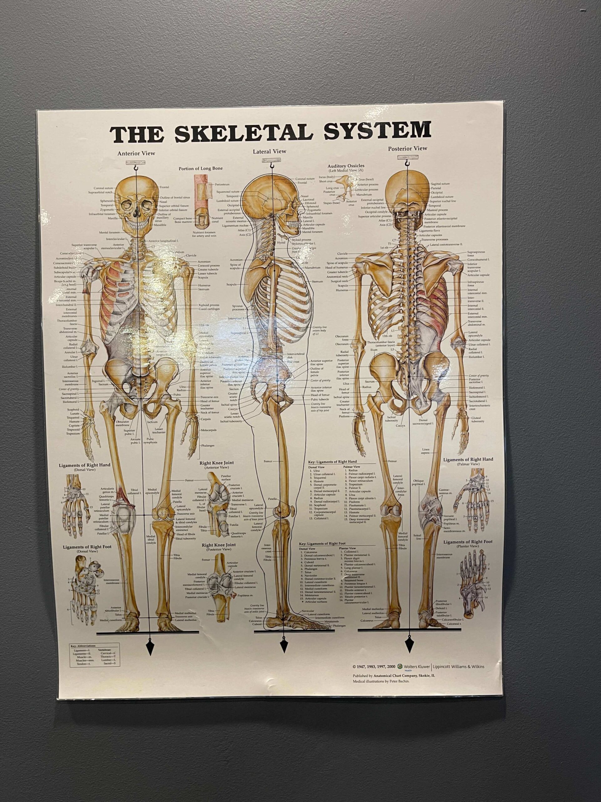 Toorak Chiropractor Wall Poster The Skeletal System Toorak Chiropractor Dr Josh Cogoi - Chiropractic Care Near You