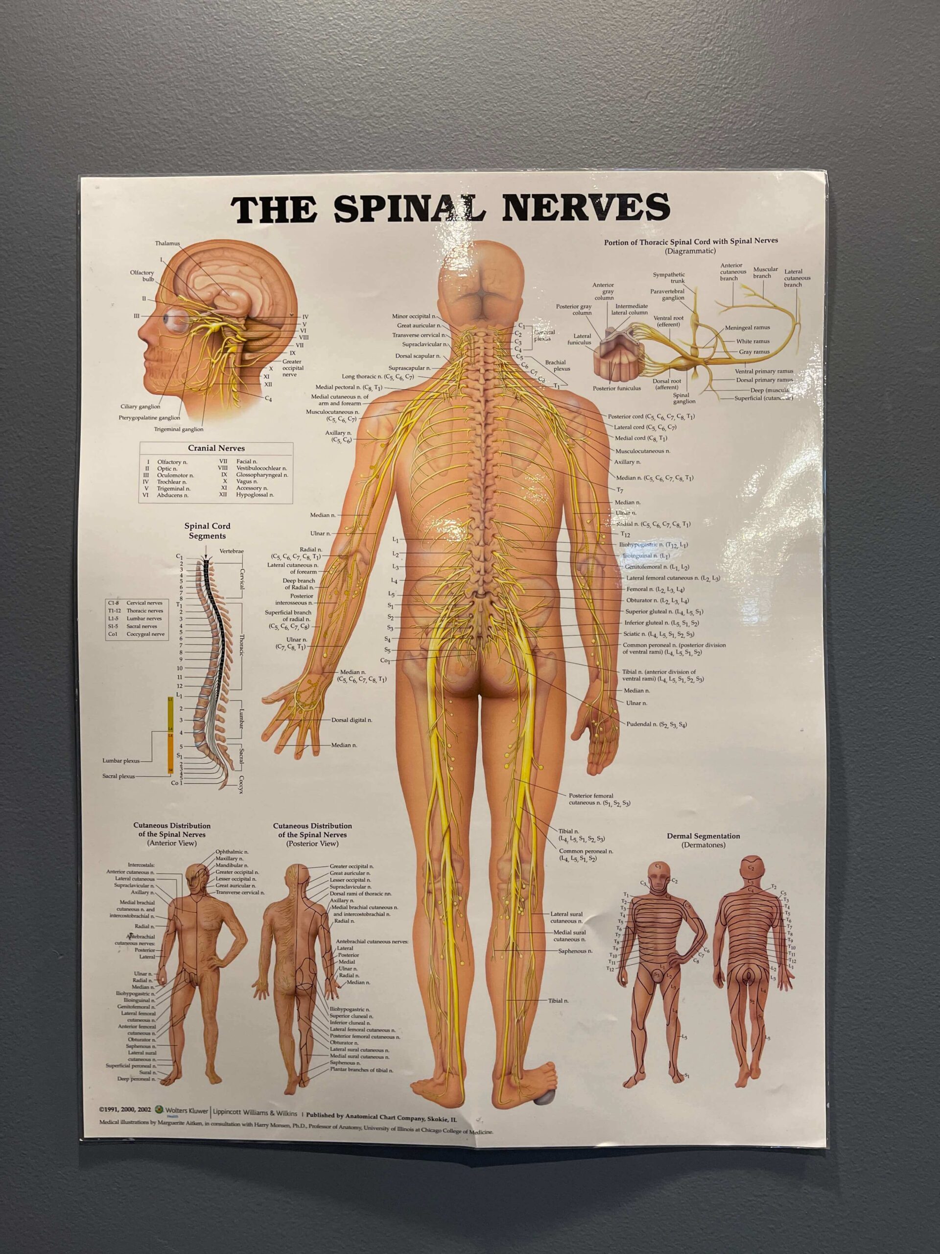 Toorak Chiropractor Wall Poster The Spinal Nerves Complementary Therapy
