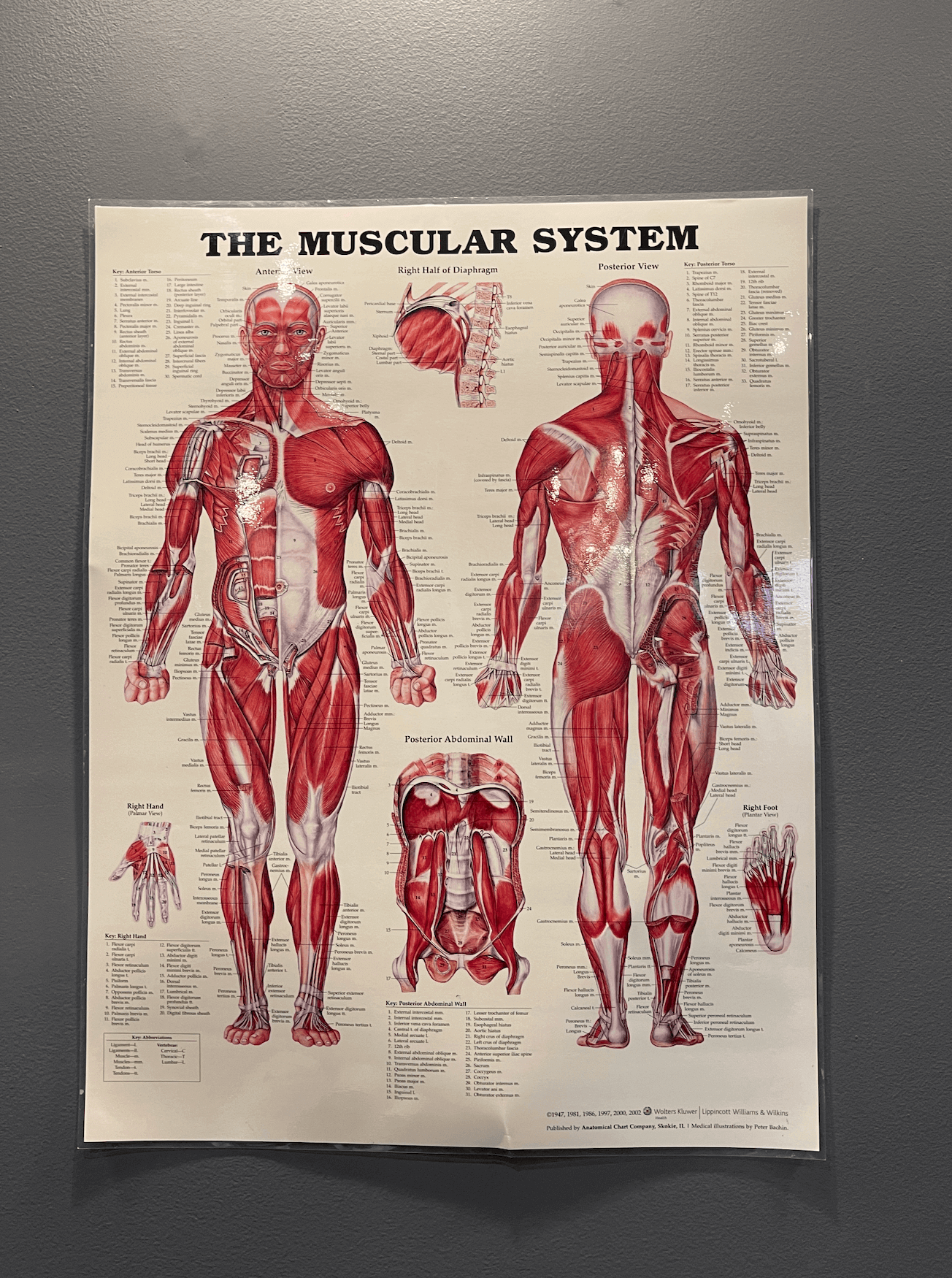 Toorak Chiropractor The Muscular System Wall Poster Unframed