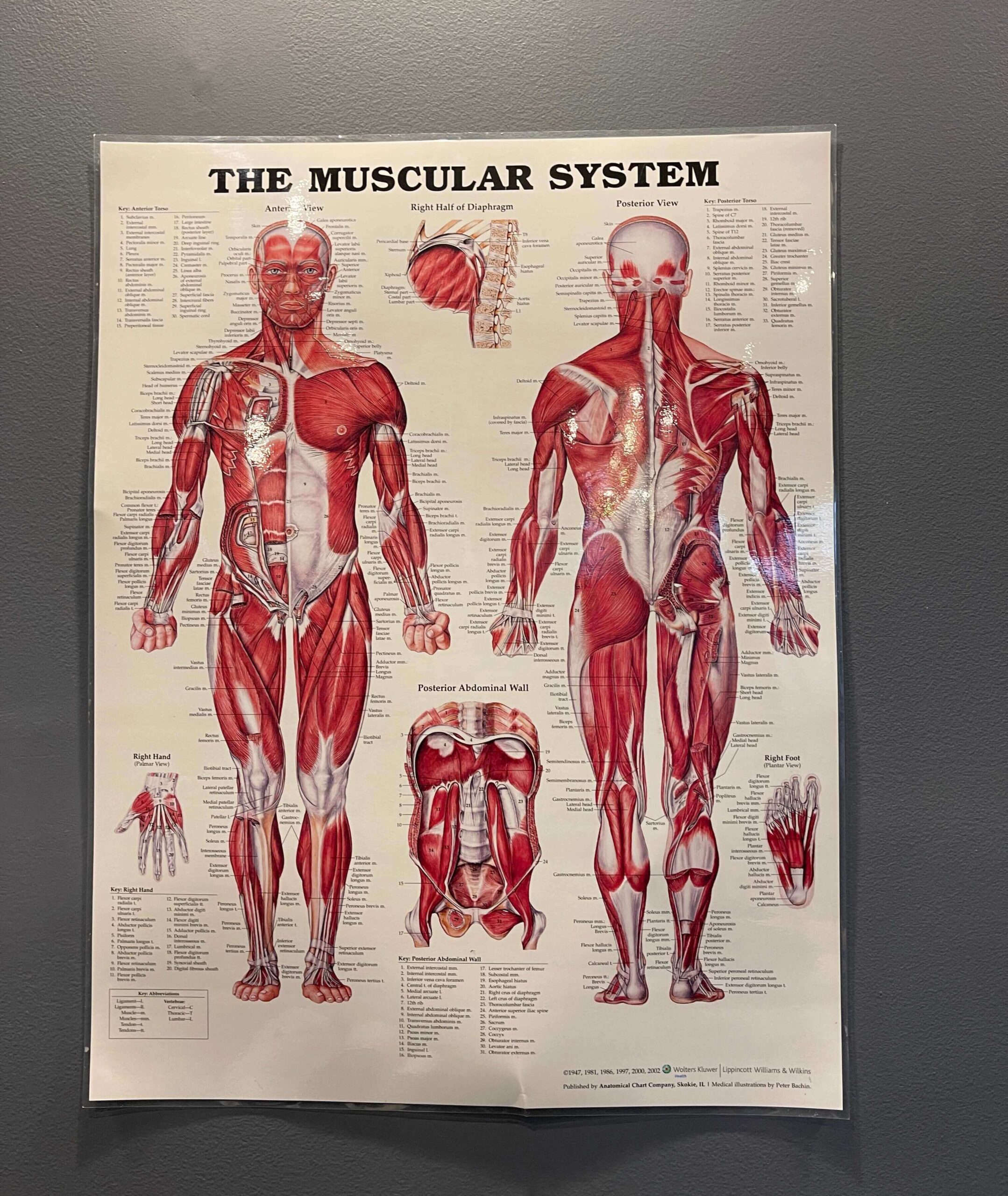 Toorak Chiropractor Wall Poster The Muscular System Chiropractic Benefits