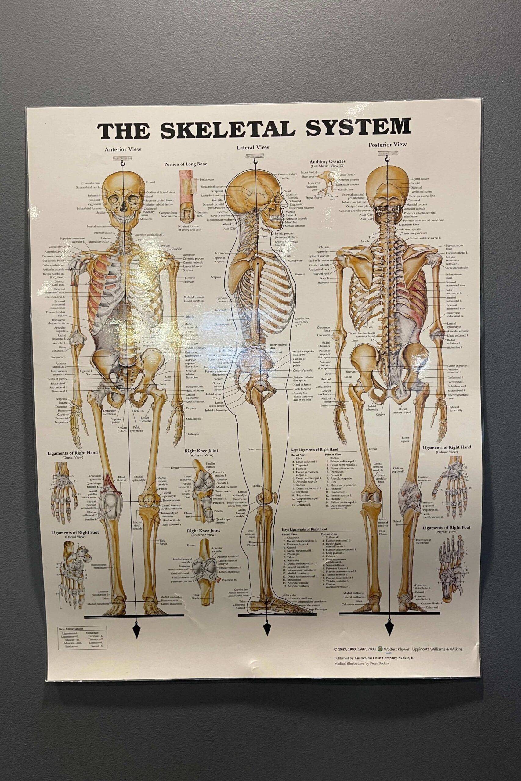 Toorak Chiropractor Wall Poster The Skeletal System Toorak Chiropractor Dr Josh Cogoi - Chiropractic Care Near You