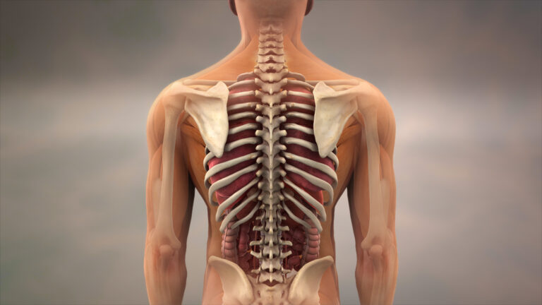 Toorak Chiropractor Spinal Misalignment